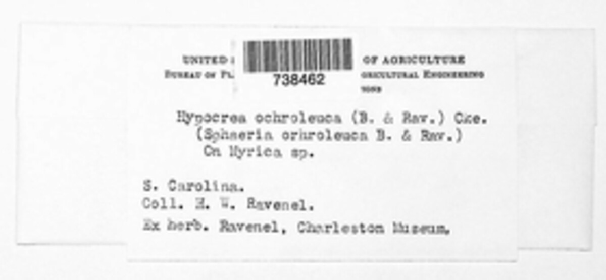 Trichoderma ochroleucum image